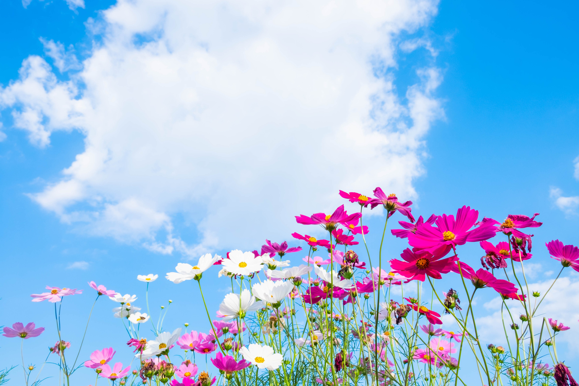 Cosmos Flower and Blue Sky